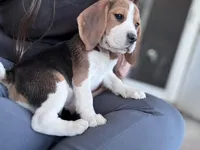 Carrie, a female Beagle for sale in Canyon Country, CA – Photo 4 of 6