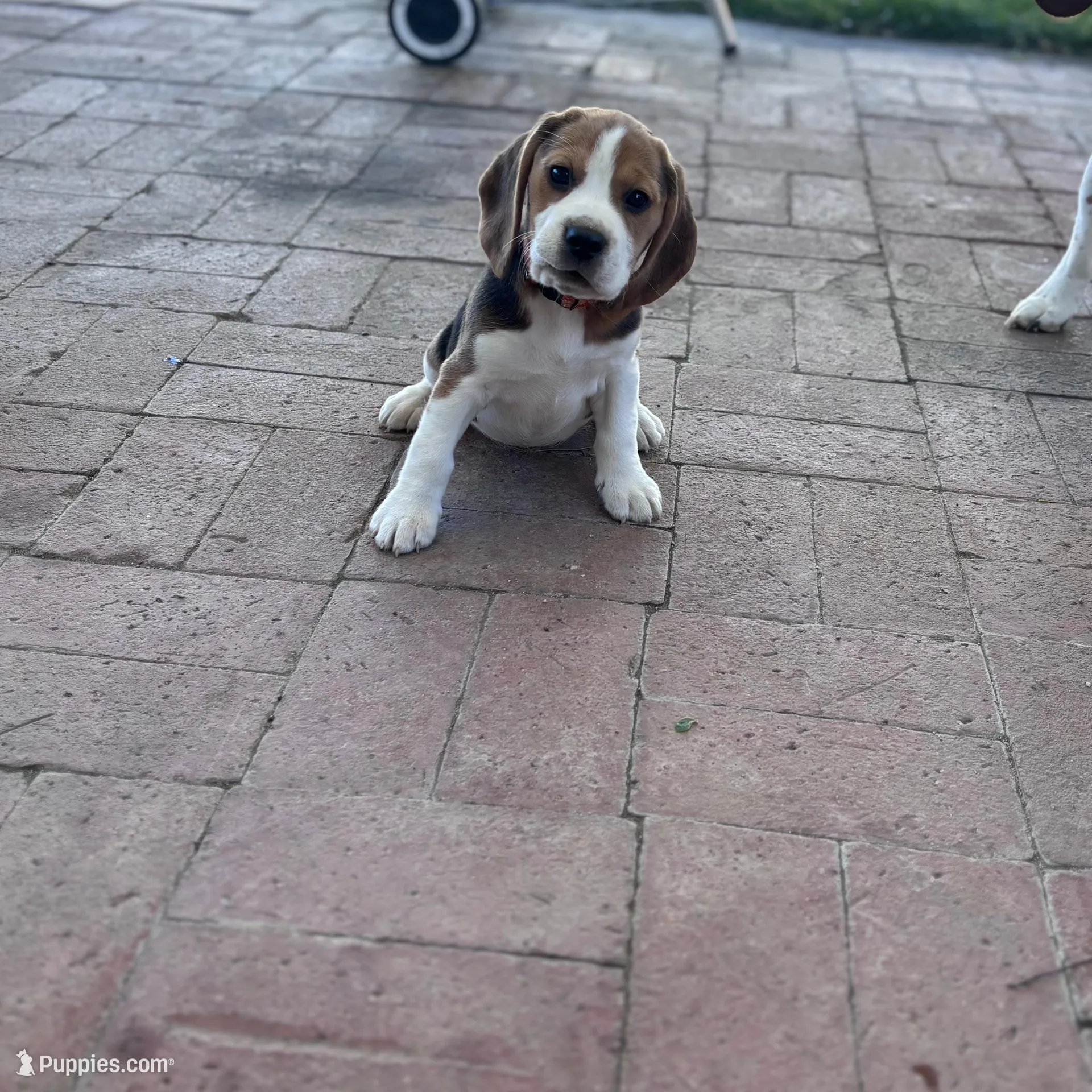 Carrie, a female Beagle for sale in Canyon Country, CA – Photo 3 of 6