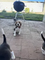 Carrie, a female Beagle for sale in Canyon Country, CA – Photo 5 of 6