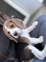 Carrie, a female Beagle for sale in Canyon Country, CA – Photo 6 of 6