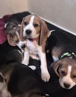 Regan, a female Beagle for sale in Canyon Country, CA – Photo 1 of 6