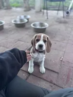Regan, a female Beagle for sale in Canyon Country, CA – Photo 4 of 6