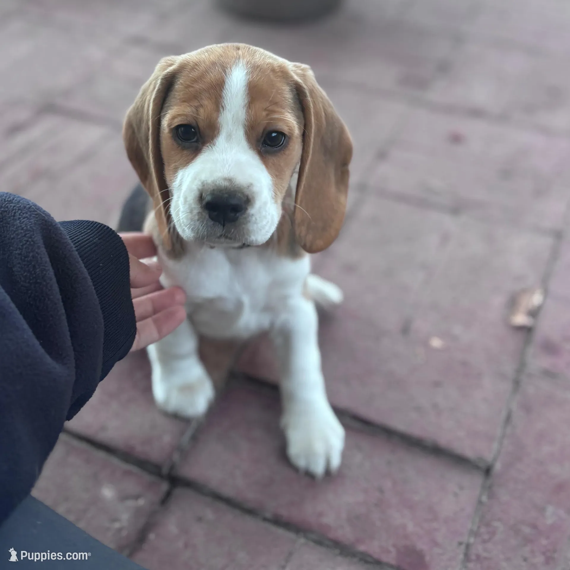 Regan, a female Beagle for sale in Canyon Country, CA – Photo 2 of 6
