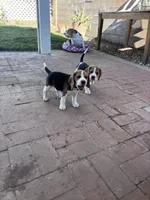 Regan, a female Beagle for sale in Canyon Country, CA – Photo 6 of 6