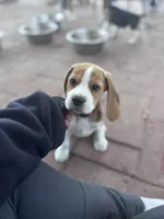 Regan, a female Beagle for sale in Canyon Country, CA – Photo 5 of 6
