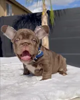 Rooster, a male French Bulldog for sale in Fontana, CA – 7 of 9