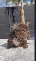 Rooster, a male French Bulldog for sale in Fontana, CA – 5 of 9