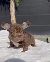 Rooster, a male French Bulldog for sale in Fontana, CA – 2 of 9