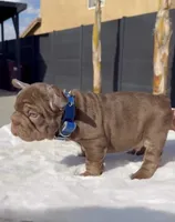 Rooster, a male French Bulldog for sale in Fontana, CA – 8 of 9
