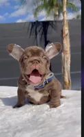 Rooster, a male French Bulldog for sale in Fontana, CA – 4 of 9