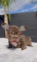 Rooster, a male French Bulldog for sale in Fontana, CA – 9 of 9