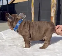 Rooster, a male French Bulldog for sale in Fontana, CA – 6 of 9