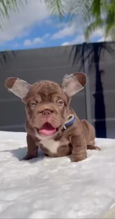 Rooster, a male French Bulldog for sale in Fontana, CA – 3 of 9
