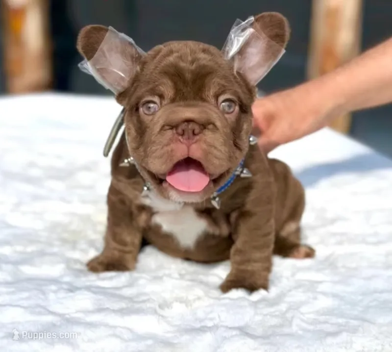 Rooster, a male French Bulldog for sale in Fontana, CA – 1 of 9