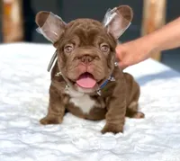 Rooster, a male French Bulldog for sale in Fontana, CA – 1 of 9
