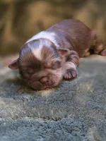Captain crunch , a male Shih Tzu for sale in Salem, VA – 2 of 3