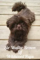 Fruity Pebbles, a female Shih Tzu for sale in Salem, VA – 7 of 10