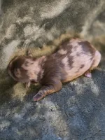 Fruity Pebbles, a female Shih Tzu for sale in Salem, VA – 6 of 10