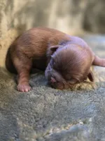 Count Chocula, a male Shih Tzu for sale in Salem, VA – 4 of 6