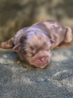 Cheerios , a female Shih Tzu for sale in Salem, VA – 2 of 8