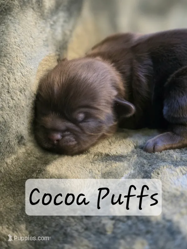 Cocoa Puffs  – Shih Tzu puppy for sale in Salem, VA
