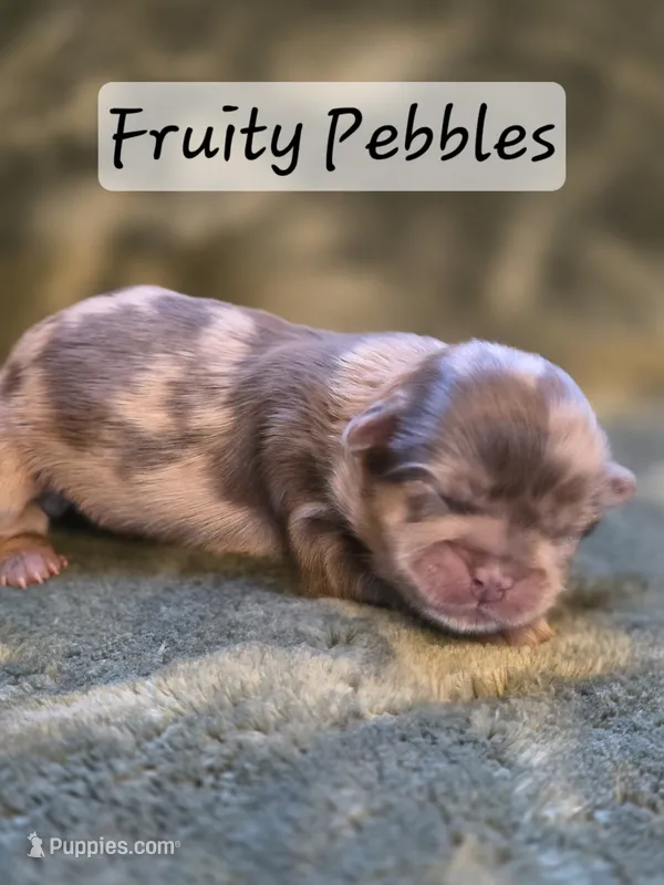 Fruity Pebbles – Shih Tzu puppy for sale in Salem, VA