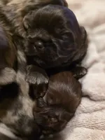 Cocoa Puffs , a female Shih Tzu for sale in Salem, VA – 5 of 8
