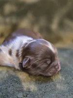 Captain crunch , a male Shih Tzu for sale in Salem, VA – 1 of 3