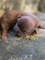 Count Chocula, a male Shih Tzu for sale in Salem, VA – 2 of 6