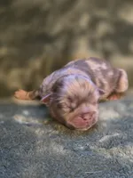 Cheerios , a female Shih Tzu for sale in Salem, VA – 4 of 8
