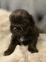 Cocoa Puffs , a female Shih Tzu for sale in Salem, VA – 8 of 8