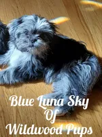 Cocoa Puffs , a female Shih Tzu for sale in Salem, VA – 5 of 8