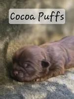 Cocoa Puffs , a female Shih Tzu for sale in Salem, VA – 2 of 8