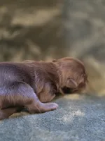Cocoa Puffs , a female Shih Tzu for sale in Salem, VA – 7 of 8
