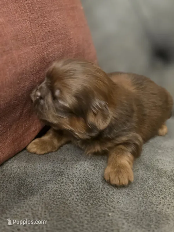 Count Chocula – Shih Tzu puppy for sale in Salem, VA