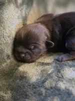 Cocoa Puffs , a female Shih Tzu for sale in Salem, VA – 3 of 8
