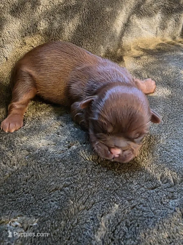 Count Chocula – Shih Tzu puppy for sale in Salem, VA
