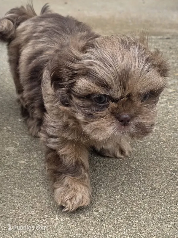 Cheerios  – Shih Tzu puppy on hold in Salem, VA
