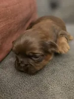 Count Chocula, a male Shih Tzu for sale in Salem, VA – 3 of 9