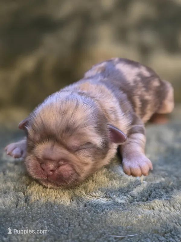 Cheerios  – Shih Tzu puppy on hold in Salem, VA