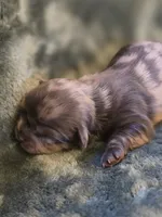 Fruity Pebbles, a female Shih Tzu for sale in Salem, VA – 2 of 10