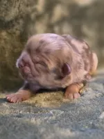 Cheerios , a female Shih Tzu for sale in Salem, VA – 3 of 8