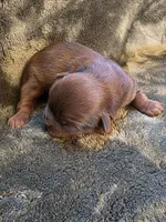 Count Chocula, a male Shih Tzu for sale in Salem, VA – 3 of 6