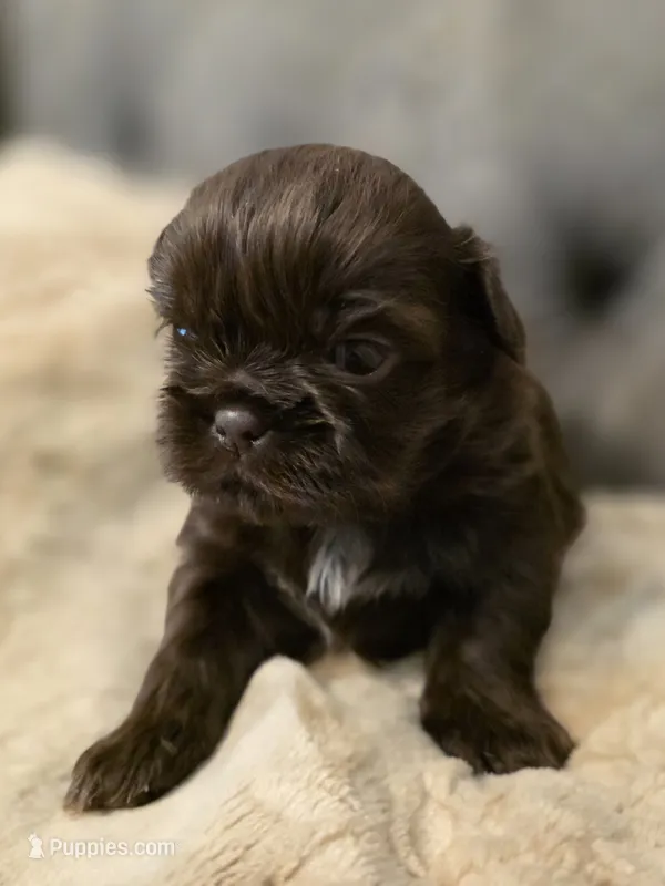 Cocoa Puffs  – Shih Tzu puppy for sale in Salem, VA