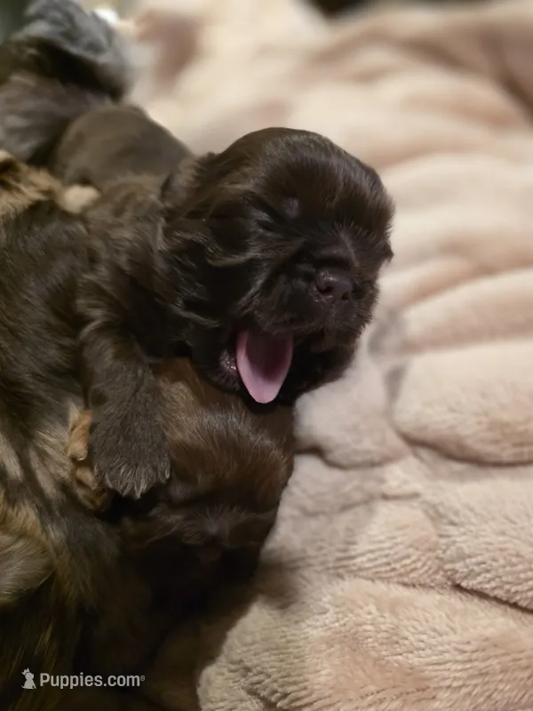 Cocoa Puffs  – Shih Tzu puppy for sale in Salem, VA