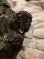 Cocoa Puffs , a female Shih Tzu for sale in Salem, VA – 3 of 8
