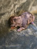 Cheerios , a female Shih Tzu for sale in Salem, VA – 7 of 8
