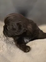 Cocoa Puffs , a female Shih Tzu for sale in Salem, VA – 2 of 8