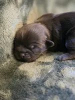 Cocoa Puffs , a female Shih Tzu for sale in Salem, VA – 6 of 8