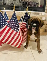 Lady S, a female Boxer for sale in Englewood, FL – 2 of 2